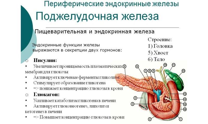 Funções do pâncreas