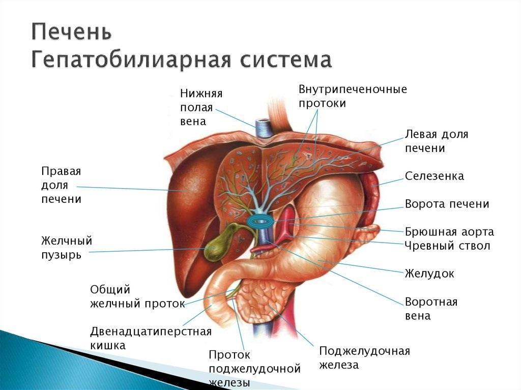 Comprimidos para o pâncreas e fígado: lista, visão geral e instruções