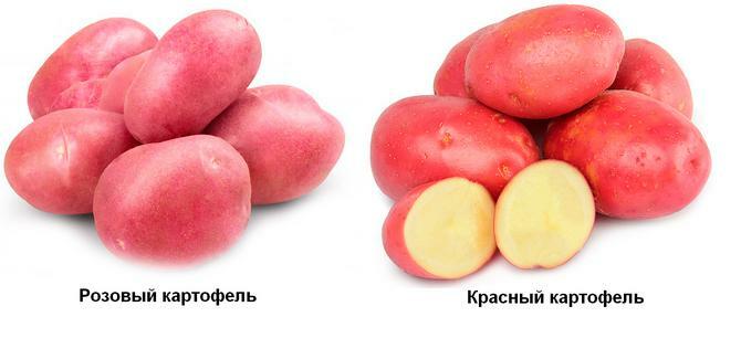 Red and pink potato varieties