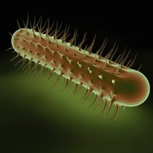 Bactéria Escherichia coli