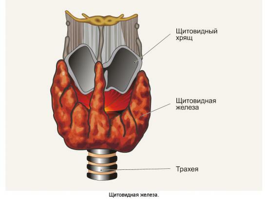 Où la glande thyroïde est située à la personne