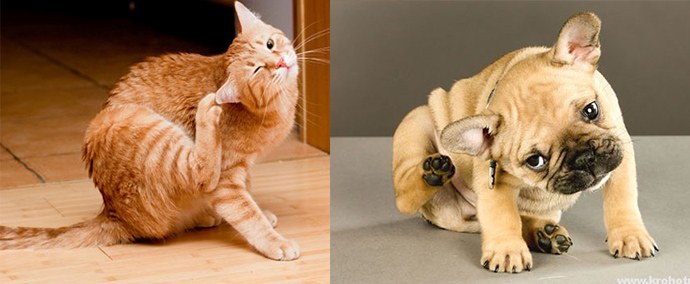 Bolšji dermatitis pri psih, mačkah: simptomi, zdravljenje, fotografije