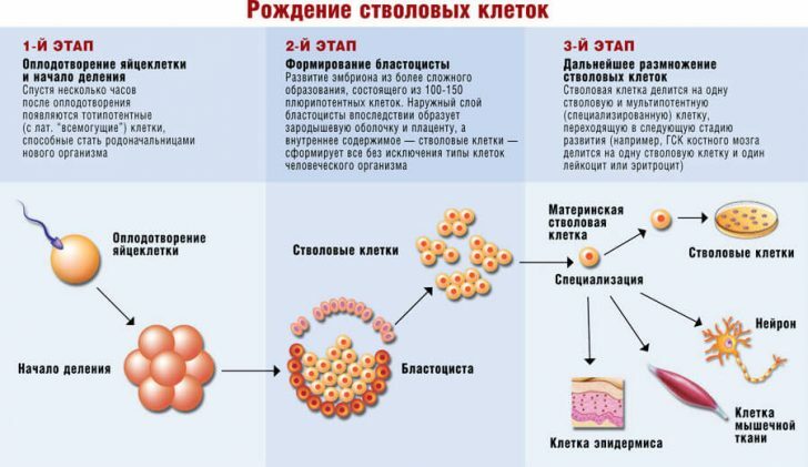 The concept and features of stem cells