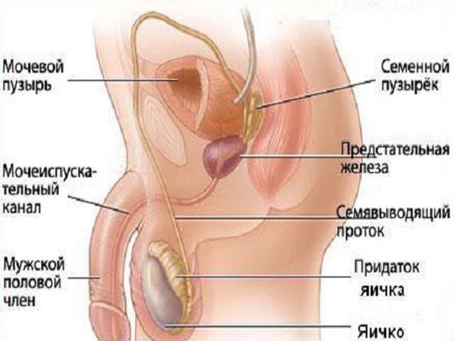 What is spermatorrhoea?