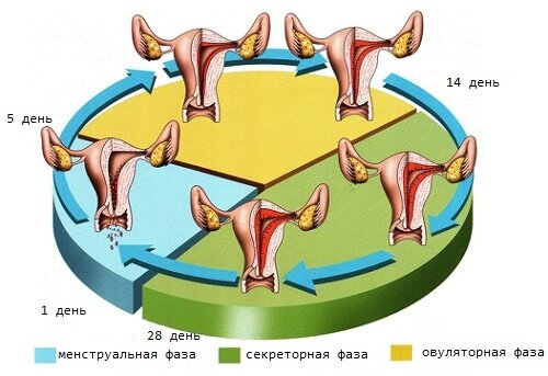 Како назвати једном месечно током менопаузе: дијететских суплемената и традиционалне медицине