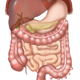 Thin and large intestine of man