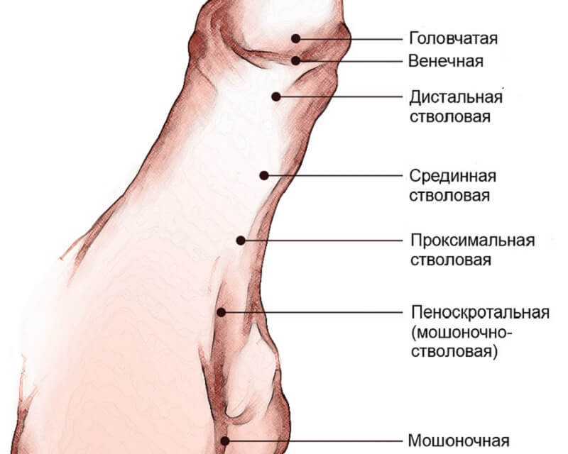 Features of carrying out operations on the penis