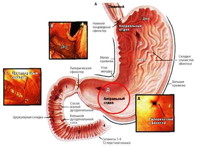 A localização e as funções do antro do estômago
