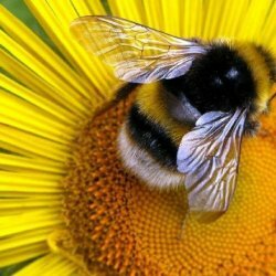Behandling av pollensykdommer i fordøyelseskanalen