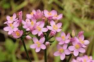 Centaury de planta
