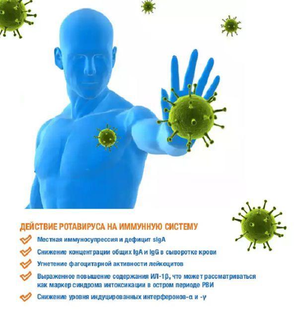 The effect of the virus on the immune system