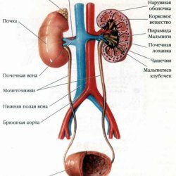Urinary system: anatomy and physiology