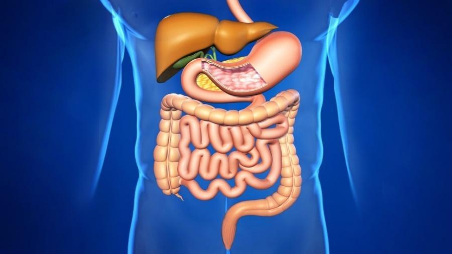 How to improve digestion and bowel function? Look for the answer here!