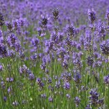 Lavendel: nuttige eigenschappen