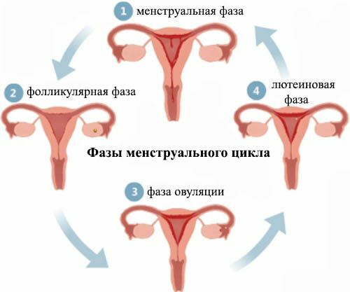 de menstruatiecyclus