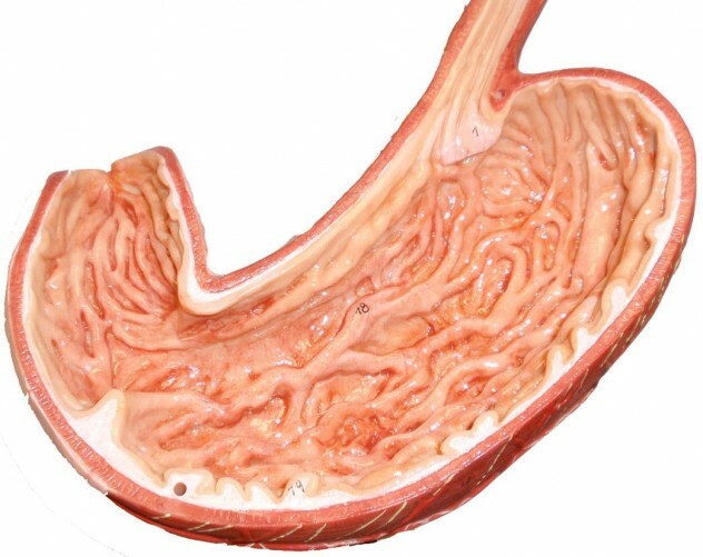 estómago humano