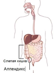 Liide inimese seedetraktis