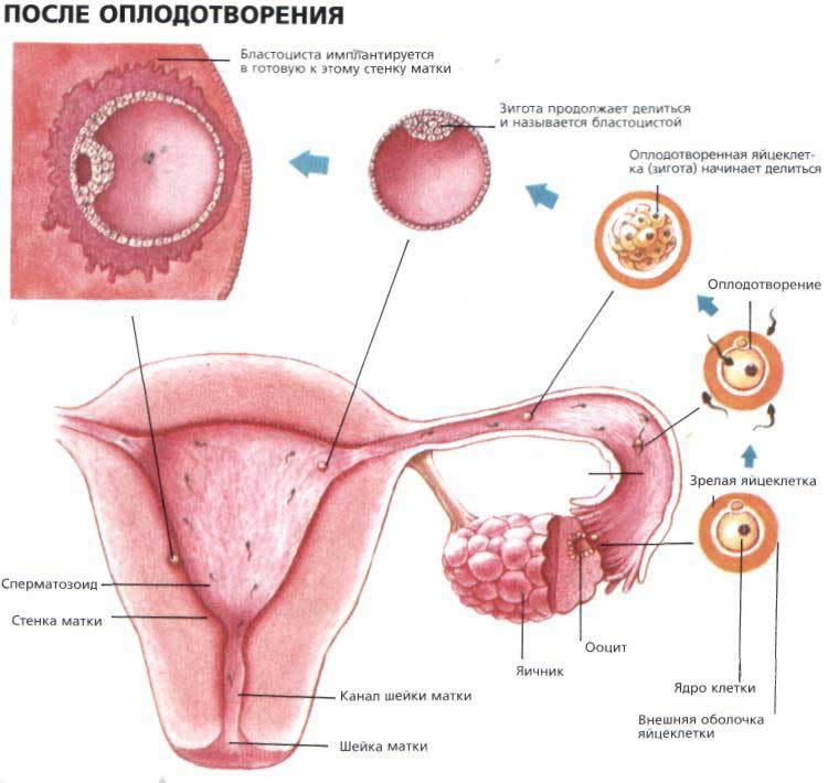 Verminderde morfologie: sperma, hoe te verbeteren?