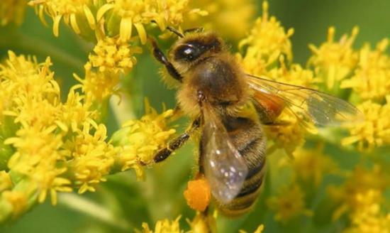 Pyłek pszczeli dla dzieci