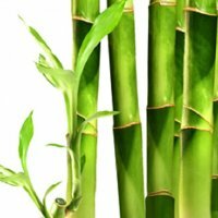 Propriedades de cura do bambu