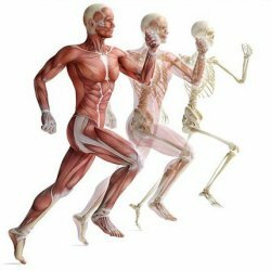 Mliječna kiselina u mišićima