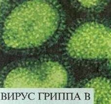 Influenza virus in