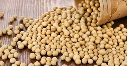 Soybean: benefit and harm