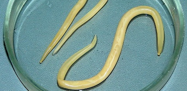 6 rondwormen