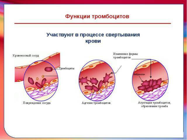 Aggregation-platelets