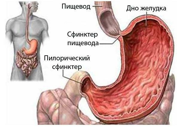 Načela zdravljenja anakidnega gastritisa