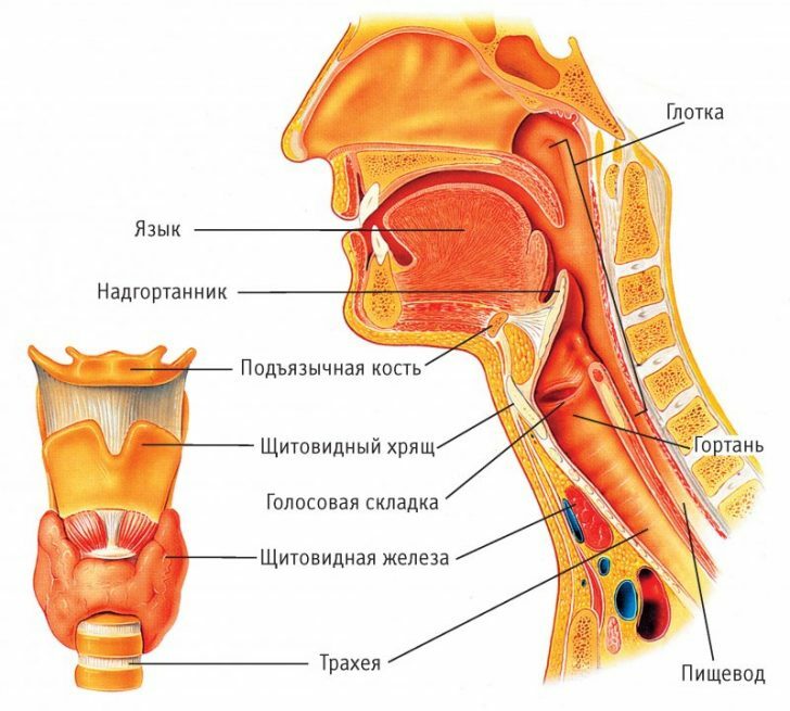 Foreign body of the larynx: symptoms and first aid