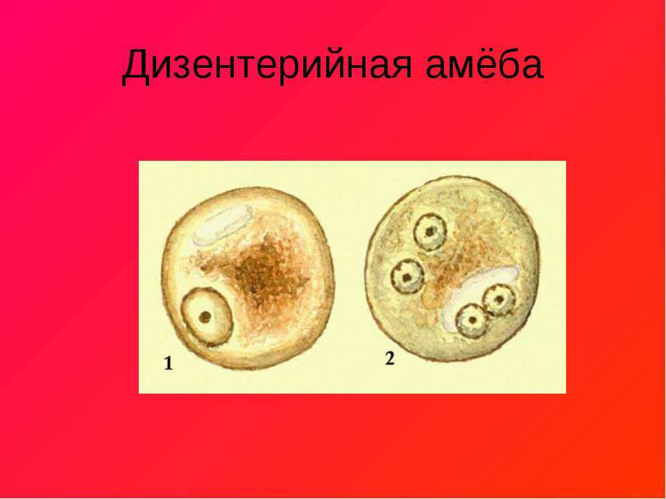 Dijagnoza rhizopods( amebe)