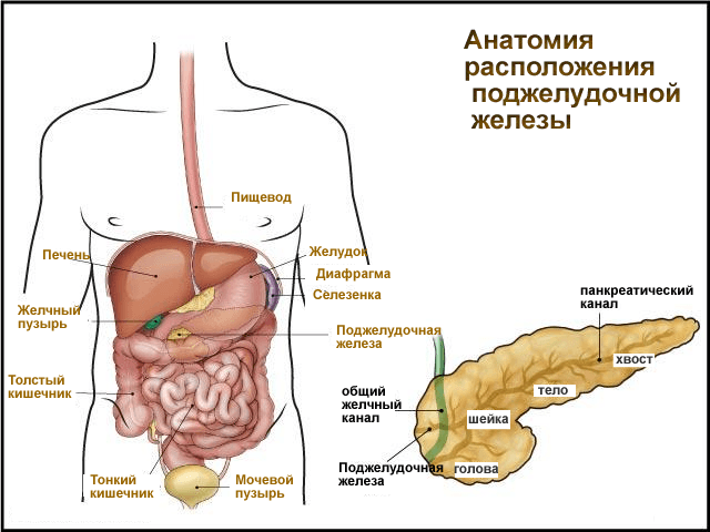 A hasnyálmirigy helyének anatómiája