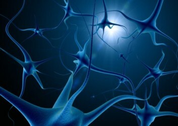 Neuroplastizität: die Grundlage eines gesunden und lebensfähigen Gehirns