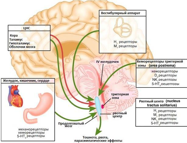 The mechanism of vomiting