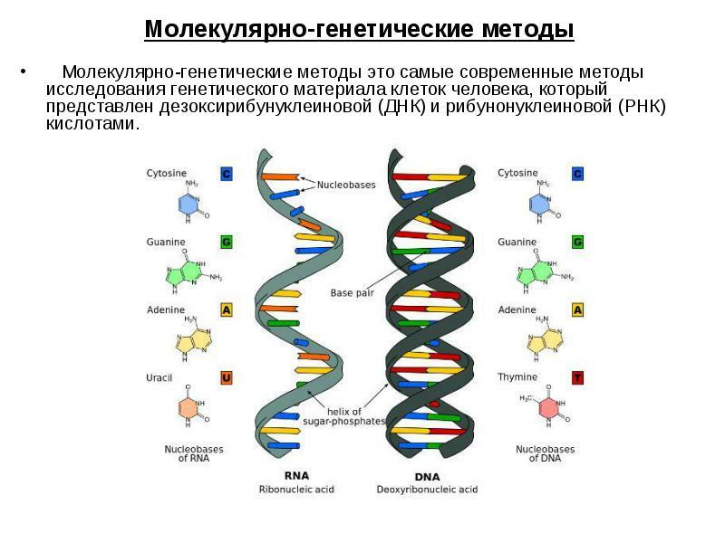 Molecular genetic studies