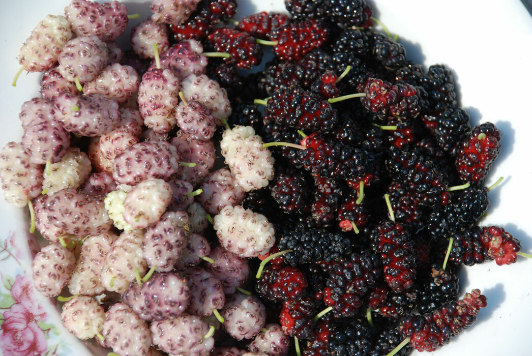 Mulberry: koristi i štete