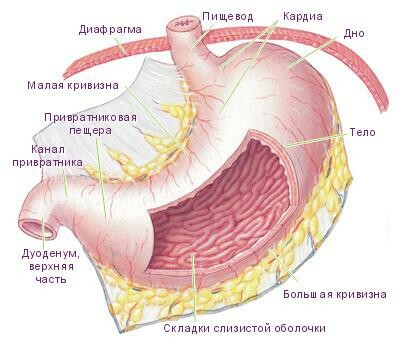 Anatomi i matsmältningssystemet