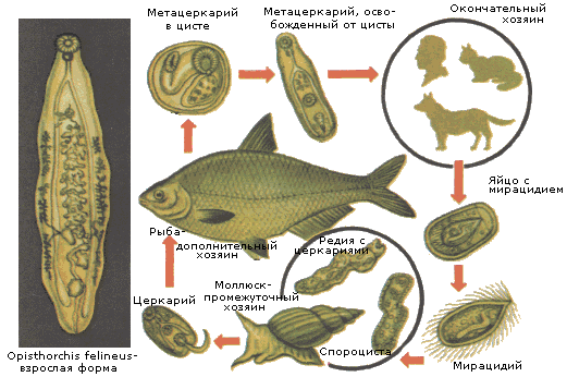 Parasites in fish