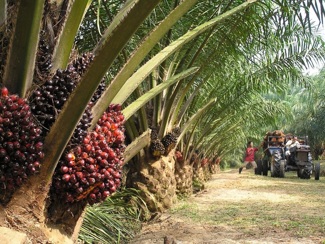 Palm oil composition