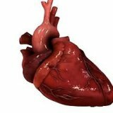 Como o coração humano está disposto